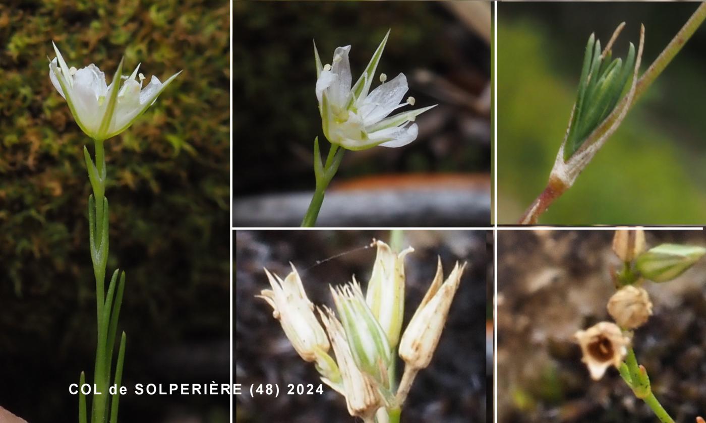 Sandwort, (Beaked) fruit